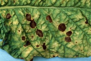 uploads/images/disease/alternaria leaf spot of Jasmine.jpg